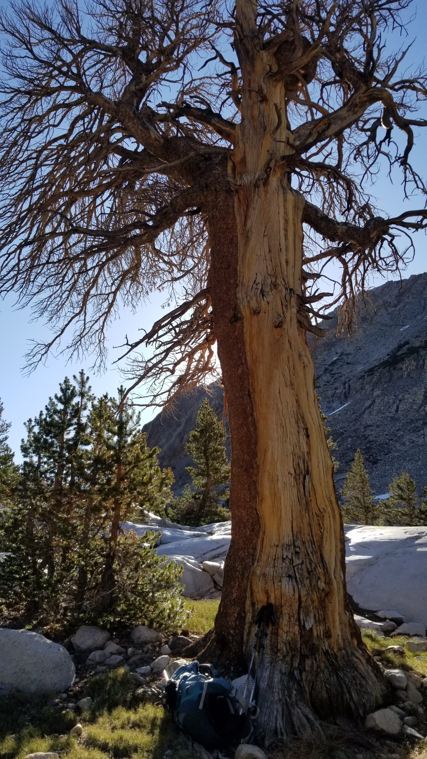 Gnarly Tree Trunk iPhone X Case by Michael Riley - Fine Art America